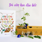 Trà viên hoa đậu biếc